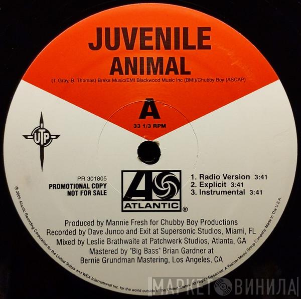 Juvenile  - Animal / Holla Back