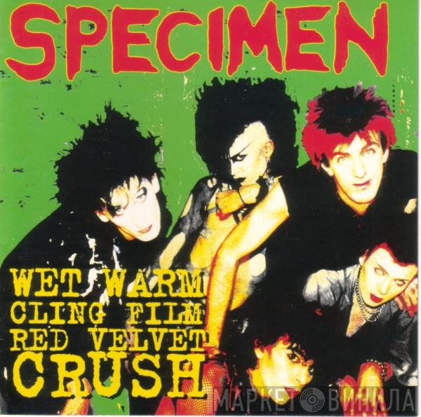  Specimen  - Wet Warm Clingfilm Red Velvet Crush
