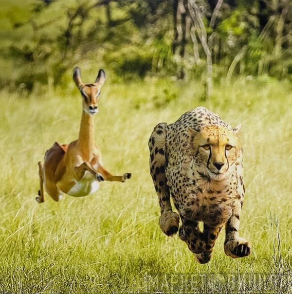Thundercat, Tame Impala - No More Lies