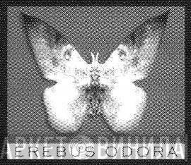 Erebus Odora - Винил CD и Кассеты лейбла Erebus Odora на сайте МаркетВинила