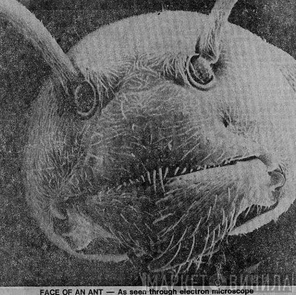 Mute Ant Sounds - Винил CD и Кассеты лейбла Mute Ant Sounds на сайте МаркетВинила