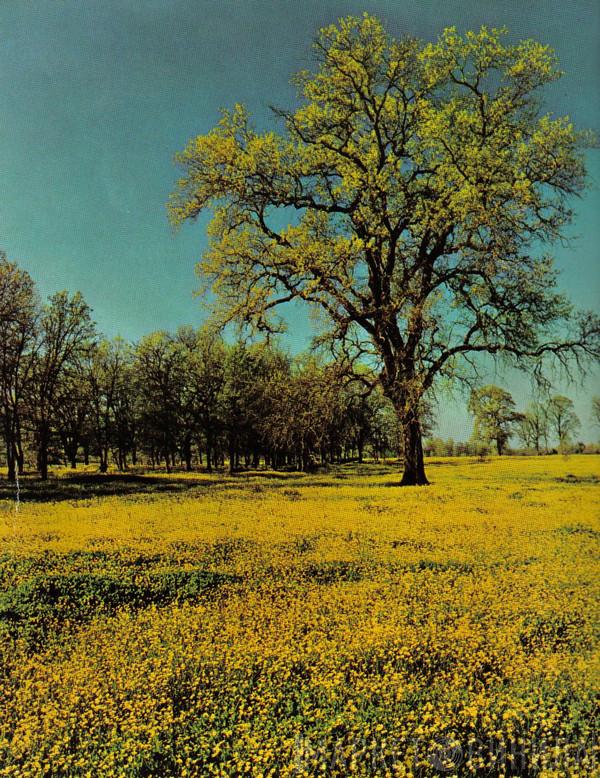 Nature Tape Limb - Винил CD и Кассеты лейбла Nature Tape Limb на сайте МаркетВинила