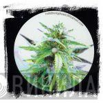 Rude Bwoy Plastic - Винил CD и Кассеты лейбла Rude Bwoy Plastic на сайте МаркетВинила
